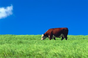Cow Grazing in Pasture